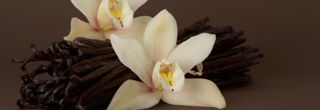 Vanilla Tops the Charts as Gen Z’s Sweet Scent of Choice